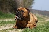 BULLMASTIFF 421